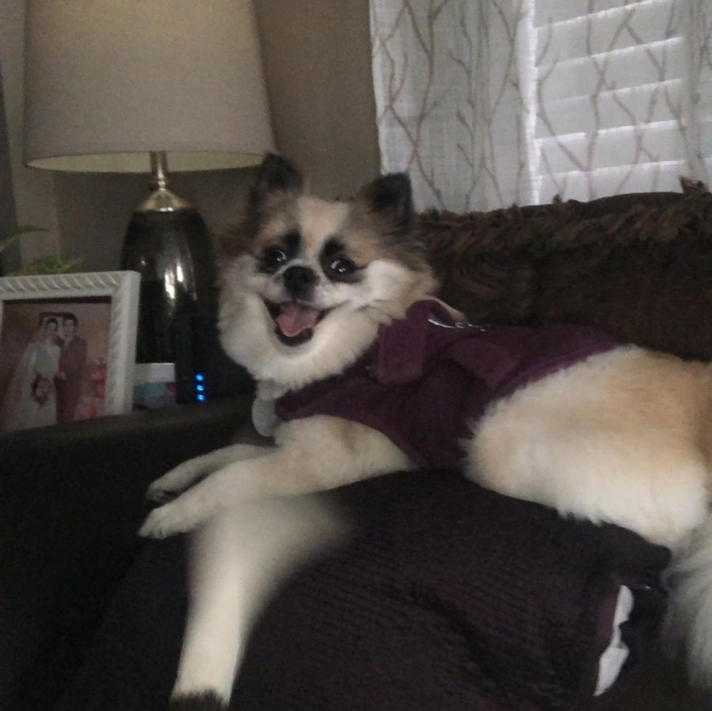 Meet your Posher, Brandon